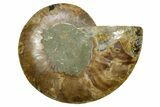 Cut & Polished Ammonite Fossil (Half) - Madagascar #379191-1